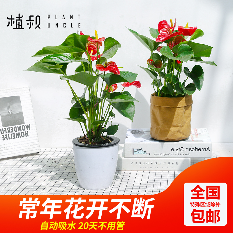 红掌植物盆栽室内水培花盆白掌植物室内盆成都白掌花盆客厅的植物在类目 鲜花速递/花卉仿真/绿植园艺, 花卉/绿植盆栽(新), 绿植中 - 来自Buy2taobao.com提供专业的淘宝代购服务