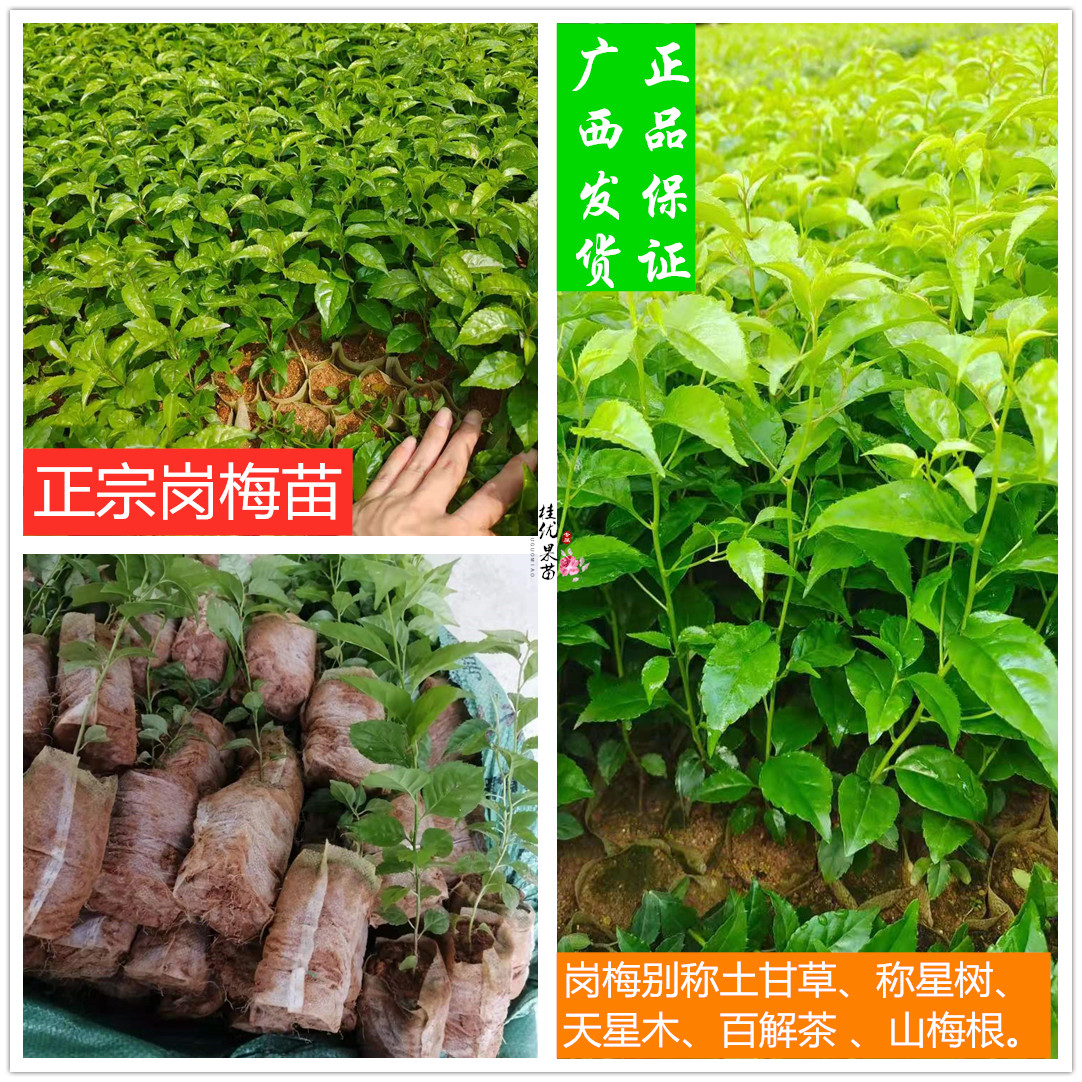 广西正宗岗梅称星树土甘草天星木百解茶山梅根树种子种苗带泥包邮