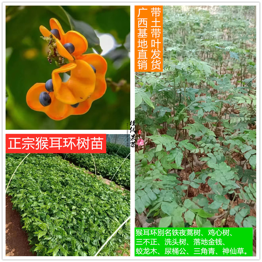 广西正宗猴耳环围涎树尿桶公铁夜蒿树鸡心树中草药营养袋种子种苗