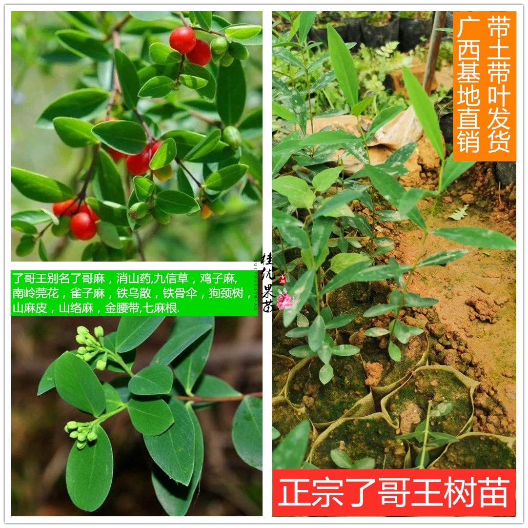 广西了哥王九信药鸡仔麻鸟子麻山麻皮指皮麻铁骨伞山络麻药材种苗