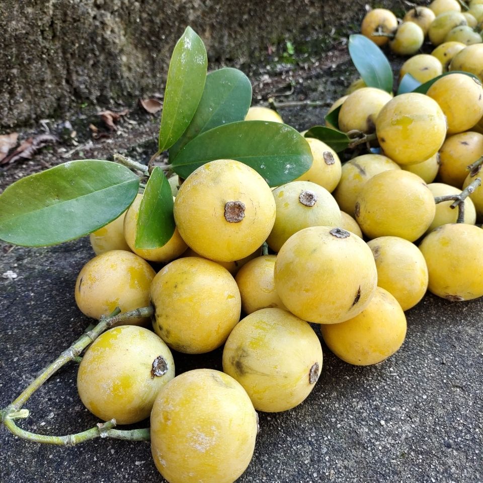 广西新鲜野生木竹子果山竹果黄牙果酸爽水果2斤装包邮