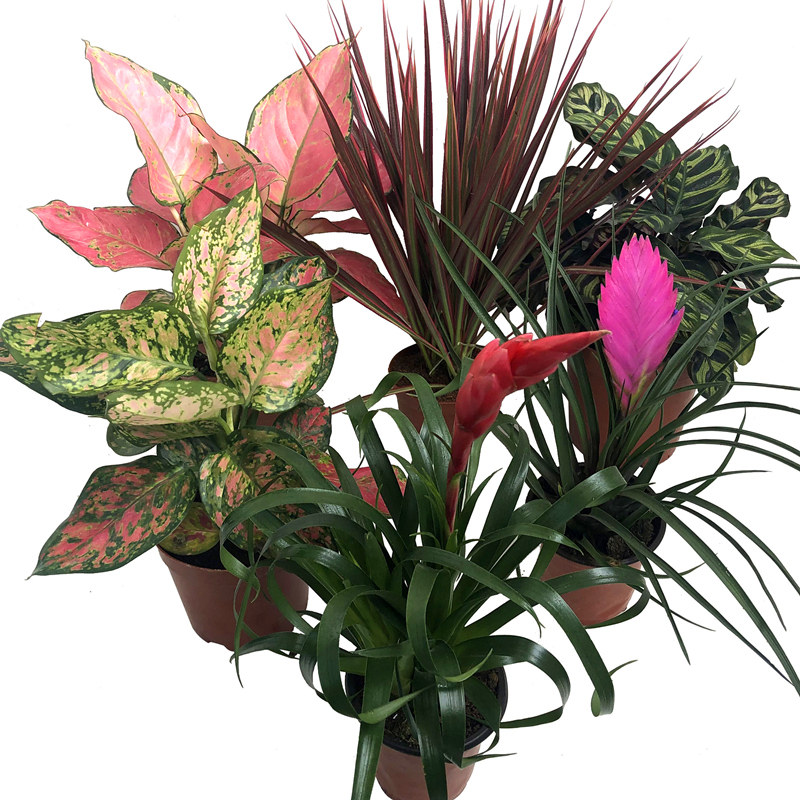 吉利红铁兰招财手七彩铁魅力之星孔雀竹芋如意皇后花卉绿植盆栽