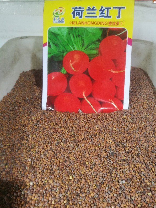 佳木斯龙丰种子水萝卜樱桃水萝卜丁红丁萝卜蘸酱吃小园种植