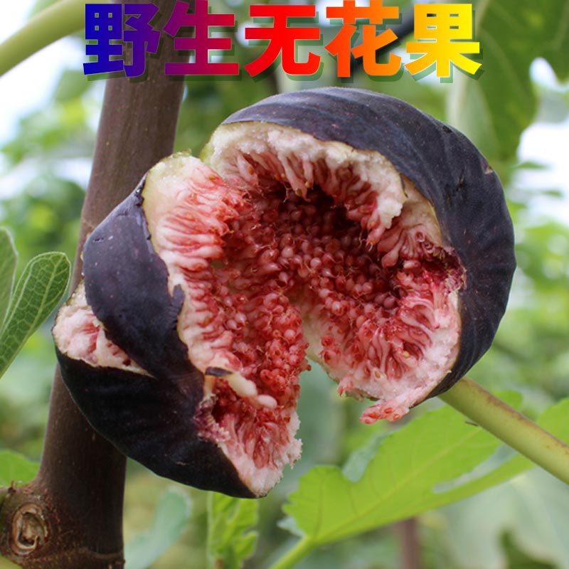 特大新鲜无花果野生孕妇水果不常见的水果无花果子3斤红皮自然熟在类目 水产肉类/新鲜蔬果/熟食, 新鲜水果, 其它中 - 来自Buy2taobao.com提供专业的淘宝代购服务