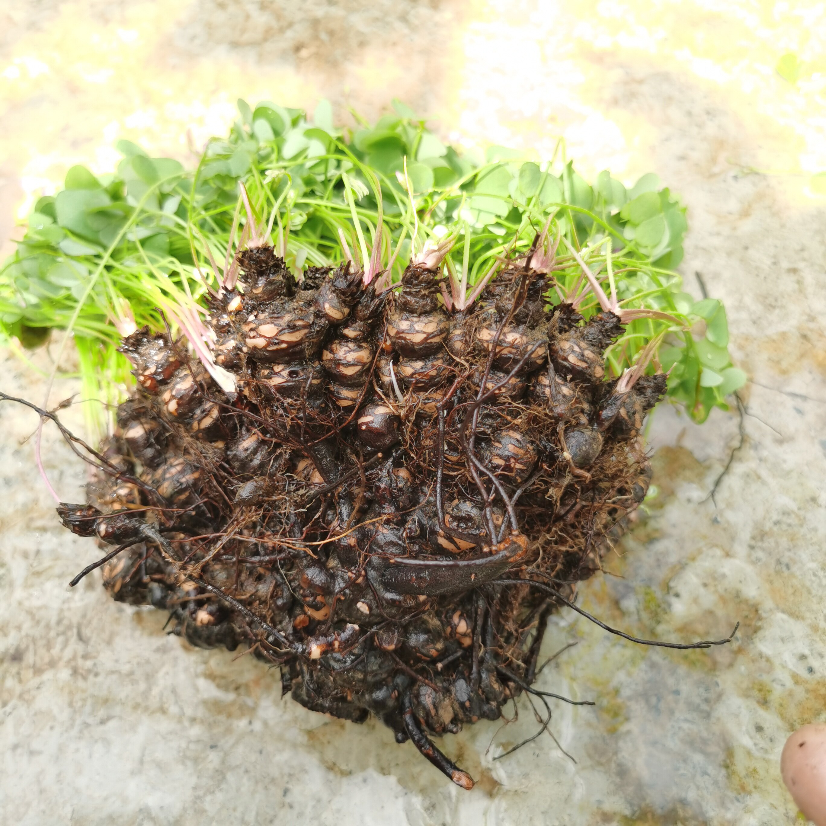开花神器红花酢浆草老桩幸运草四叶草小微型盆景桌面阳台庭院花卉