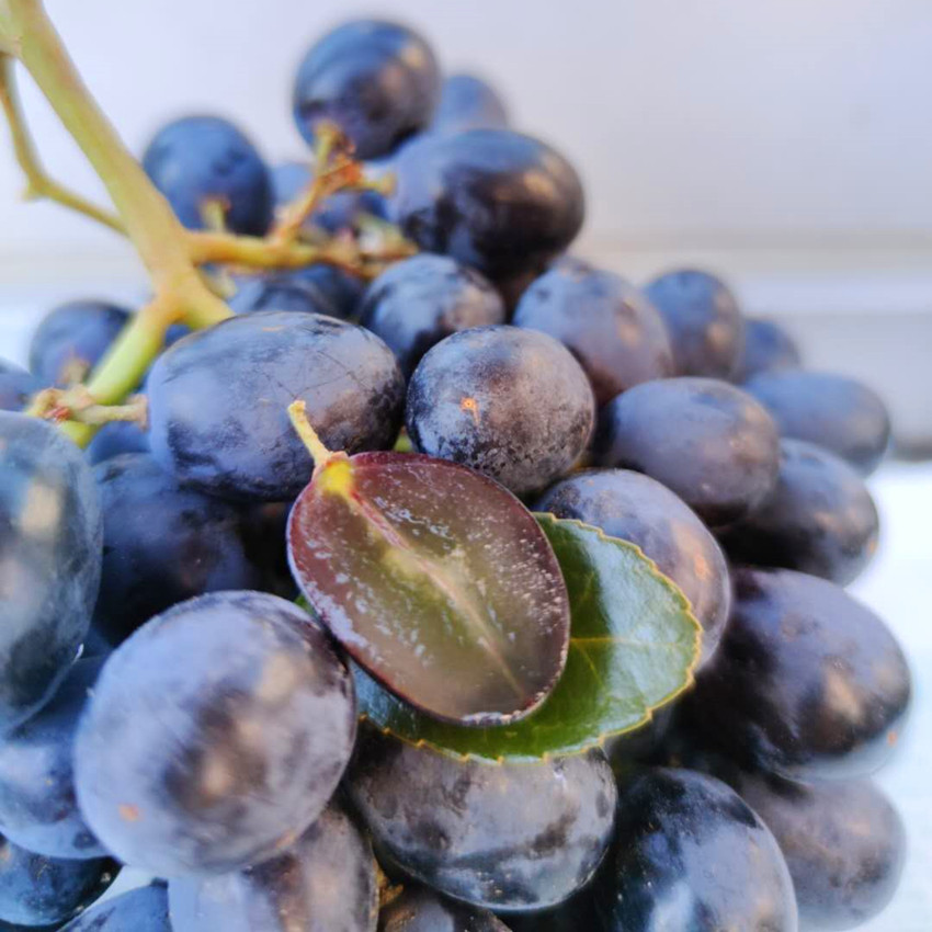 南非进口无籽黑提 新鲜水果 无籽葡萄南非黑加仑 脆甜1.5斤装