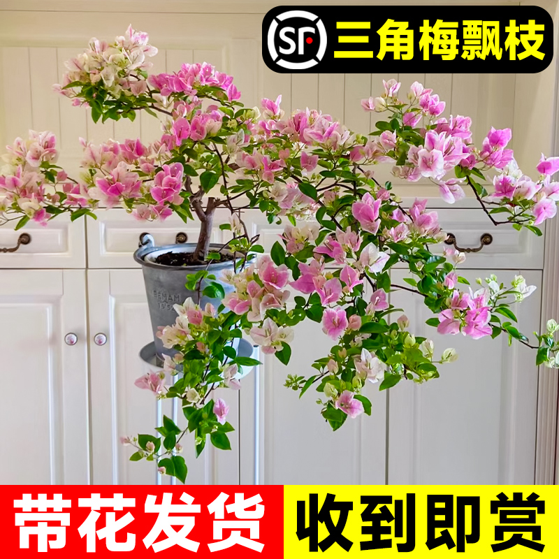 三角梅盆栽矮桩带花苞苗红绿樱紫飘枝造型室内阳台客厅开花卉植物