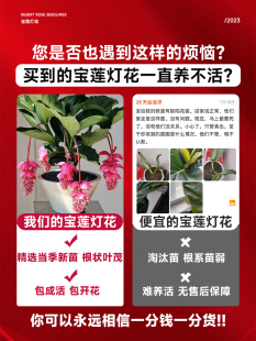 宝莲灯花盆栽带花苞发货室内客厅花卉大花型绿植物四季好养活花苗