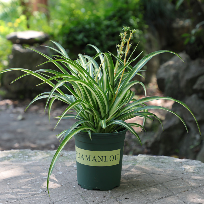 金心吊兰植物室内