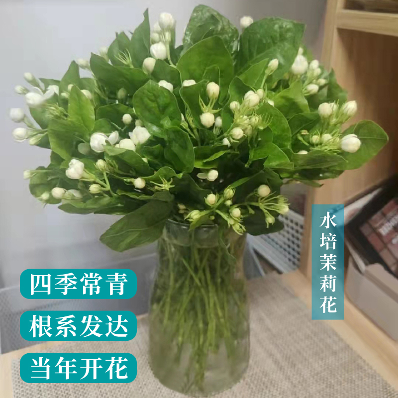 水培茉莉花盆栽室內綠植花卉易活四季開花水培養植物陽台好養花在類目 鮮花速遞/花卉仿真/綠植園藝, 鮮花速遞(同城)中 - 來自Buy2taobao.com提供專業的淘寶代購服務