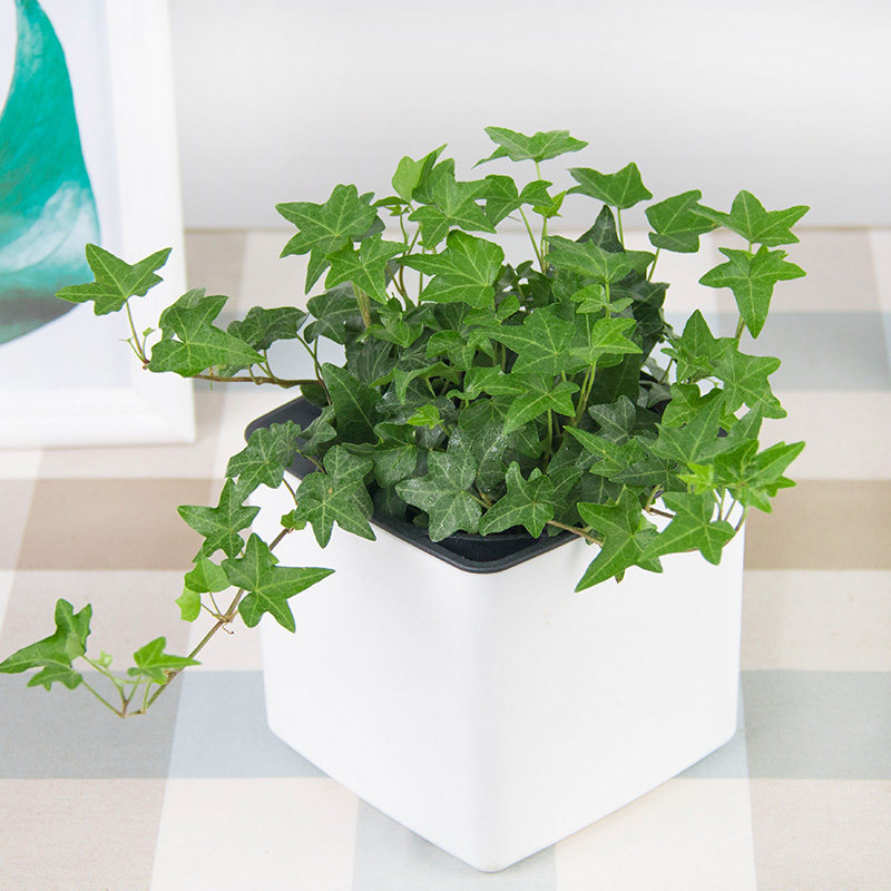 常春藤盆栽植物室内好养植物吊兰绿色植物常青藤办公室绿植花卉