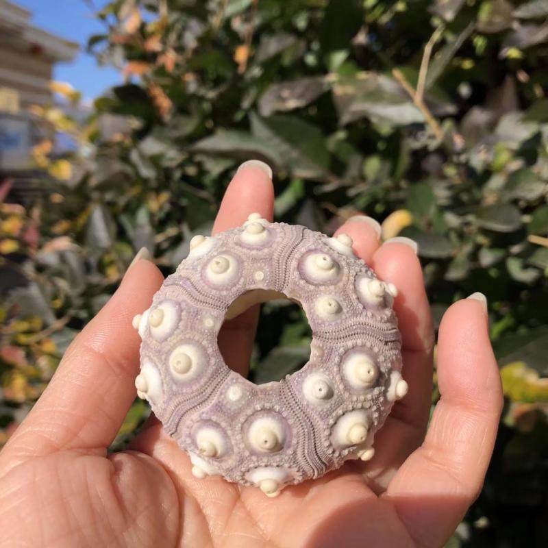 天然海胆壳 紫色海胆心形胆万家灯火创意装饰地台多肉容器海螺