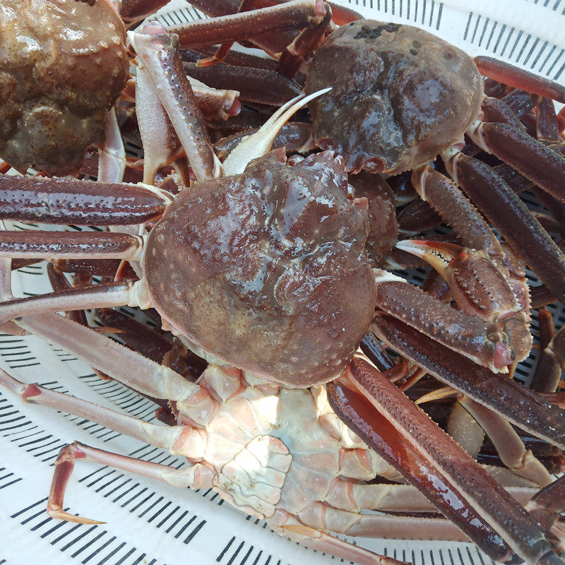 青岛四季鲜水产的优惠券大全—板蟹鲜活长腿蟹雪蟹松叶蟹大板蟹按只卖