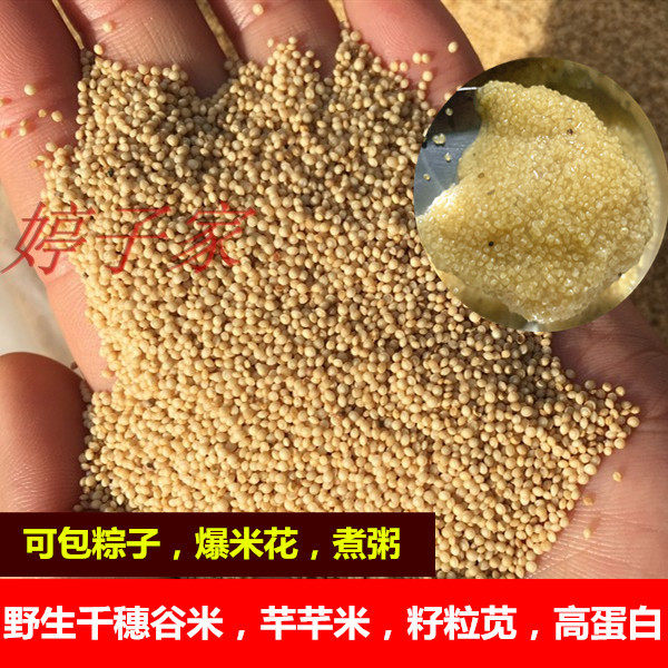 千穗谷_籽粒苋农作物百科图片_培育种植_sbike