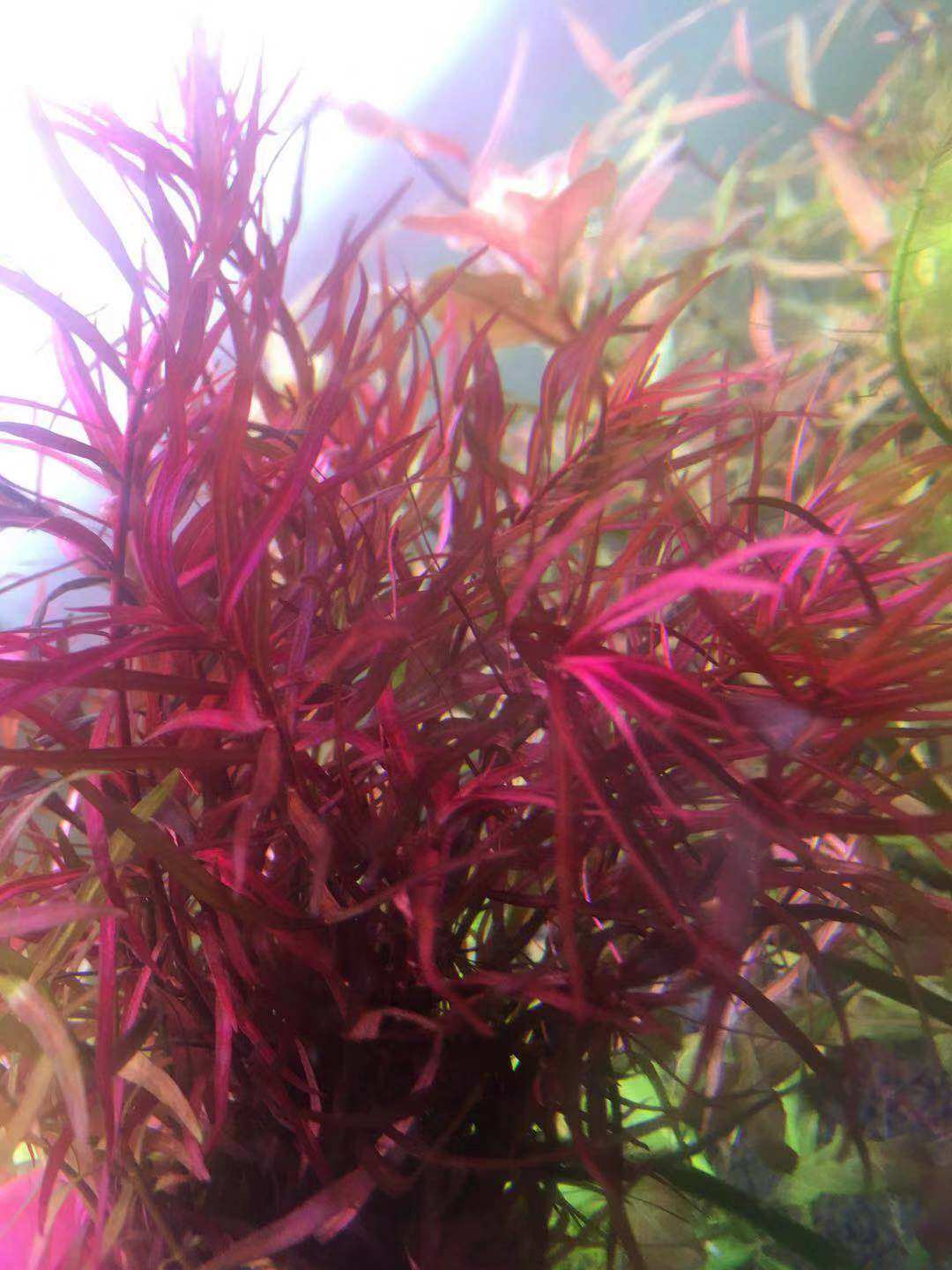 黄金水族中前景水草小红梅大红梅小红莓百分百水中叶5支