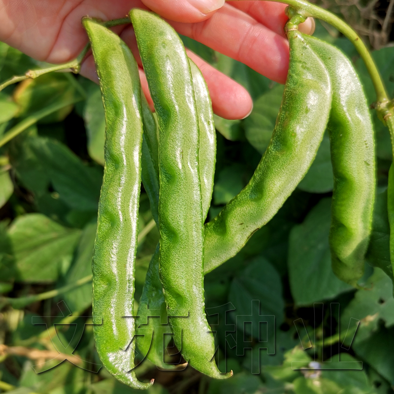 早熟眉豆扁豆种子种籽绿眉豆架豆四季豆鹊豆阳台盆栽春播蔬菜种子