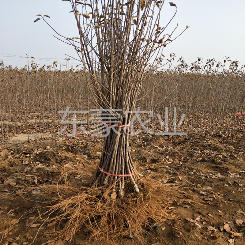 嫁接苹果树果苗云南昭通冰糖心丑苹果树苗南北方种植地栽当年结果