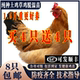 鸡活苗纯种土鸡活苗笨鸡活苗草鸡苗半大鸡脱温苗下蛋鸡草鸡老母鸡