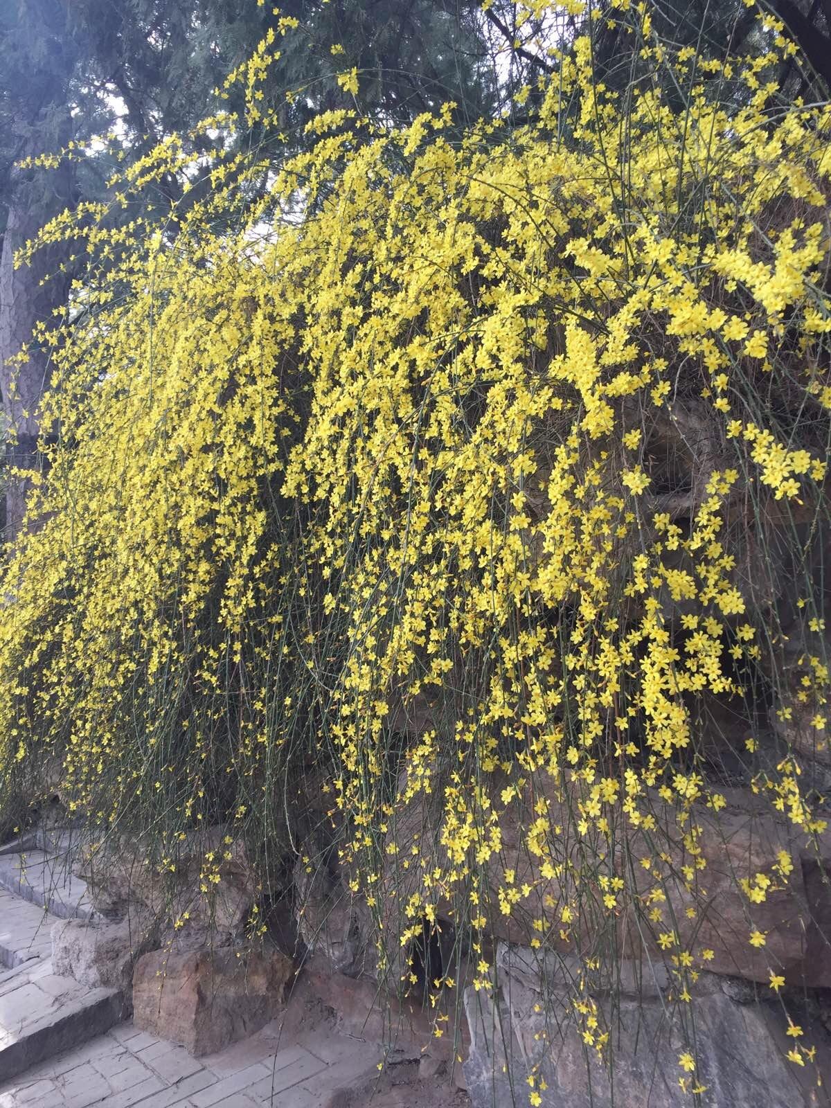 迎春花苗垂吊花卉庭院阳台绿化苗盆栽地栽室外耐寒植物连翘花树苗