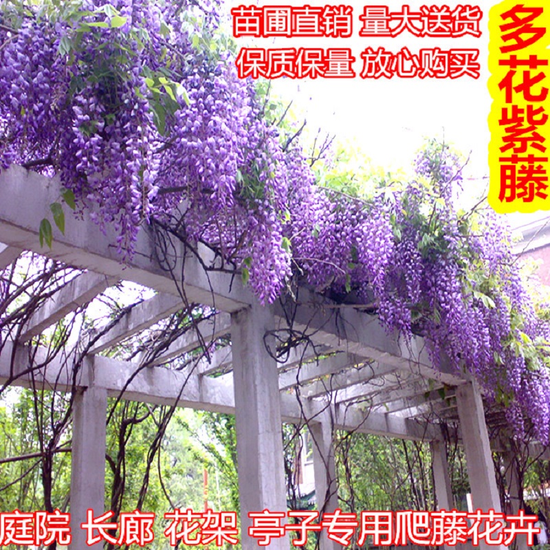 庭院攀援植物爬藤植物紫藤苗紫藤树苗盆栽紫藤花苗紫藤萝花苗在类目 鲜花速递/花卉仿真/绿植园艺, 花卉/绿植盆栽(新), 花卉中 - 来自Buy2taobao.com提供专业的淘宝代购服务