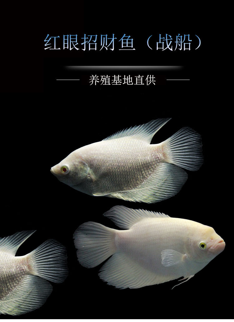 招财鱼 活体 战船大额优惠券