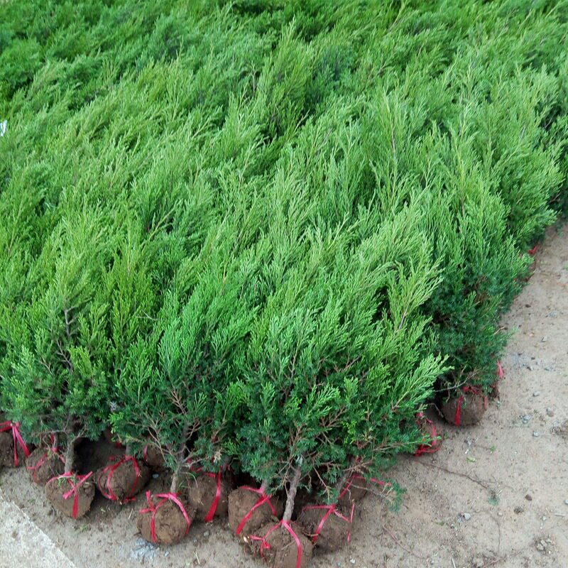 龙柏树价格表(龙柏树苗多少钱一棵)