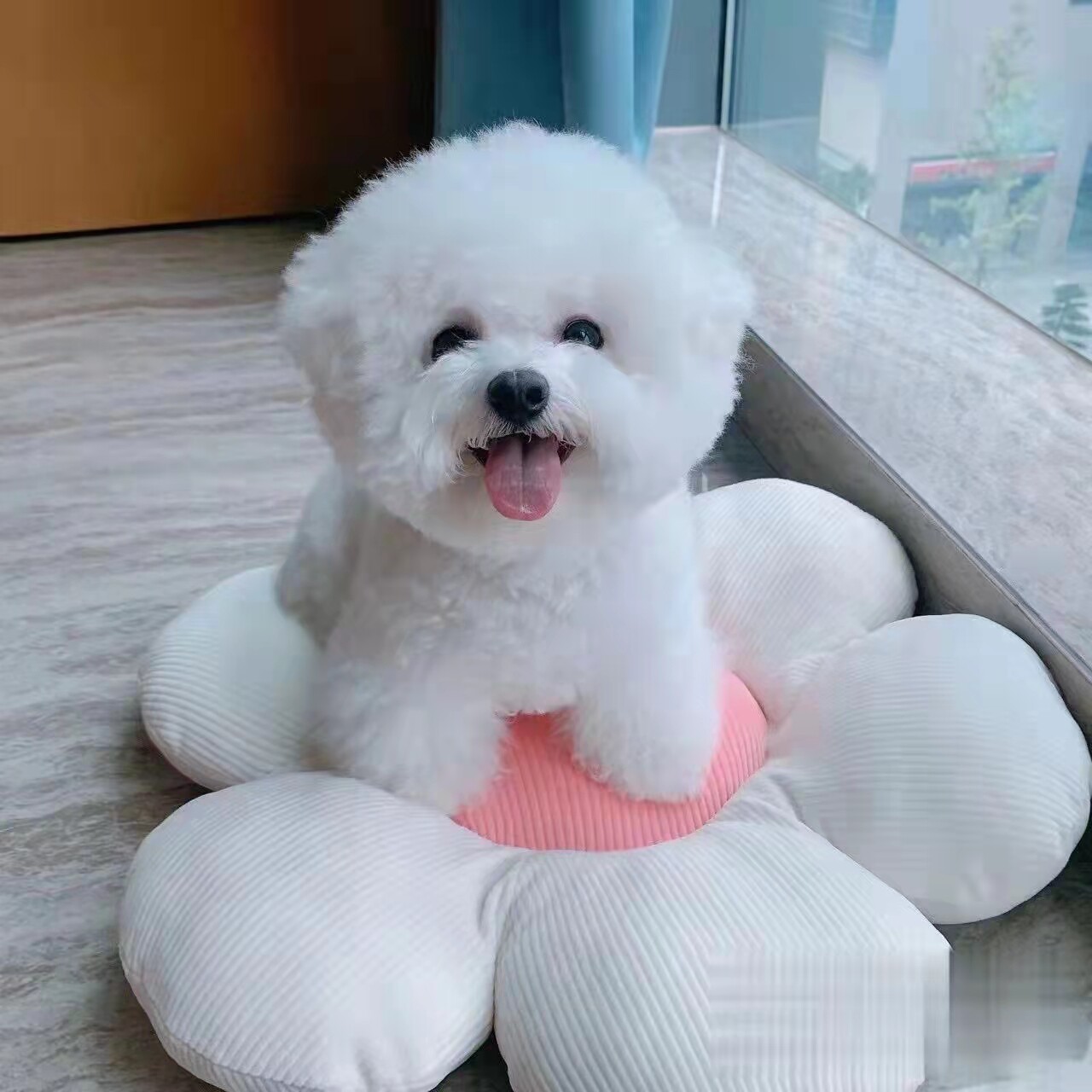 比熊幼犬活体纯种比熊狗狗小型犬家庭血统白色球体狗狗萨摩耶泰迪