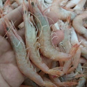 白条冻虾