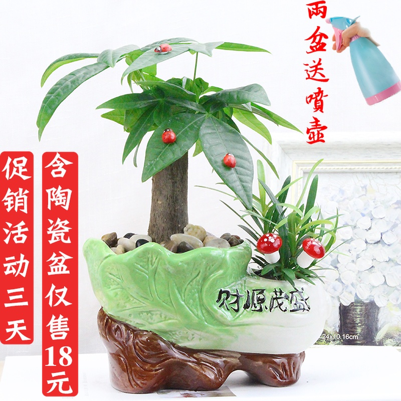 绿植盆栽发财树小盆景客厅办公室内摇钱花苗花卉招财净化空气植物在类目 女装/女士精品, 大码女装中 - 来自Buy2taobao.com提供专业的淘宝代购服务