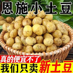 迷你恩施小土豆富硒高山新鲜农家马铃薯马尔科老品种黄心洋芋包邮