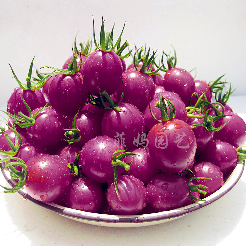 紫珍珠樱桃番茄种子圣女果小西红柿盆栽大田春夏播水果蔬菜种孑籽