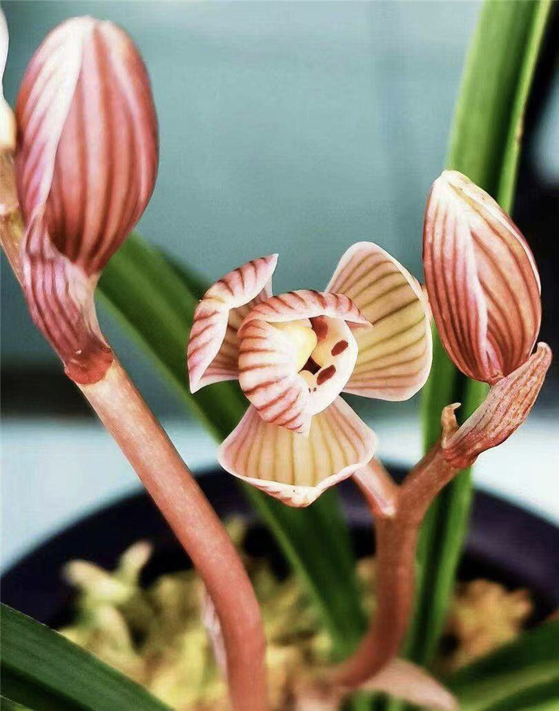 包邮当年开花名品兰花苗盆栽 莲瓣兰镇荷 阳台庭院浓香花卉绿植