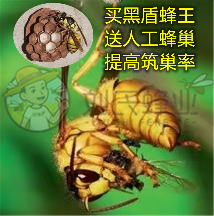 黑盾蜂王10只广东黑盾马蜂胡蜂黄蜂蜂王一对一交配刘氏蜂业
