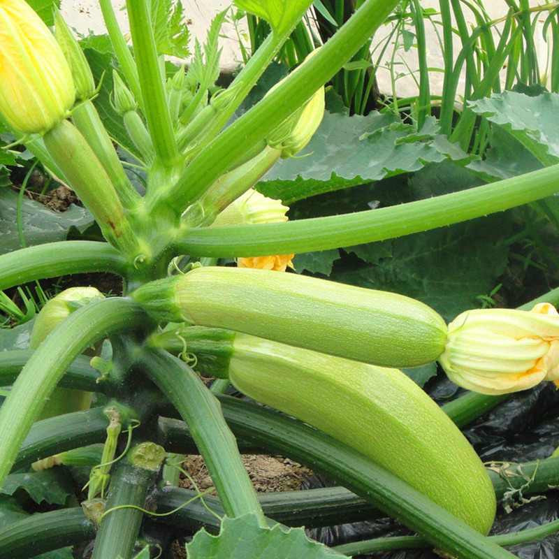 新鲜小长瓜 云南小瓜 农家新鲜蔬菜 西葫芦茭瓜500g全店满30包邮