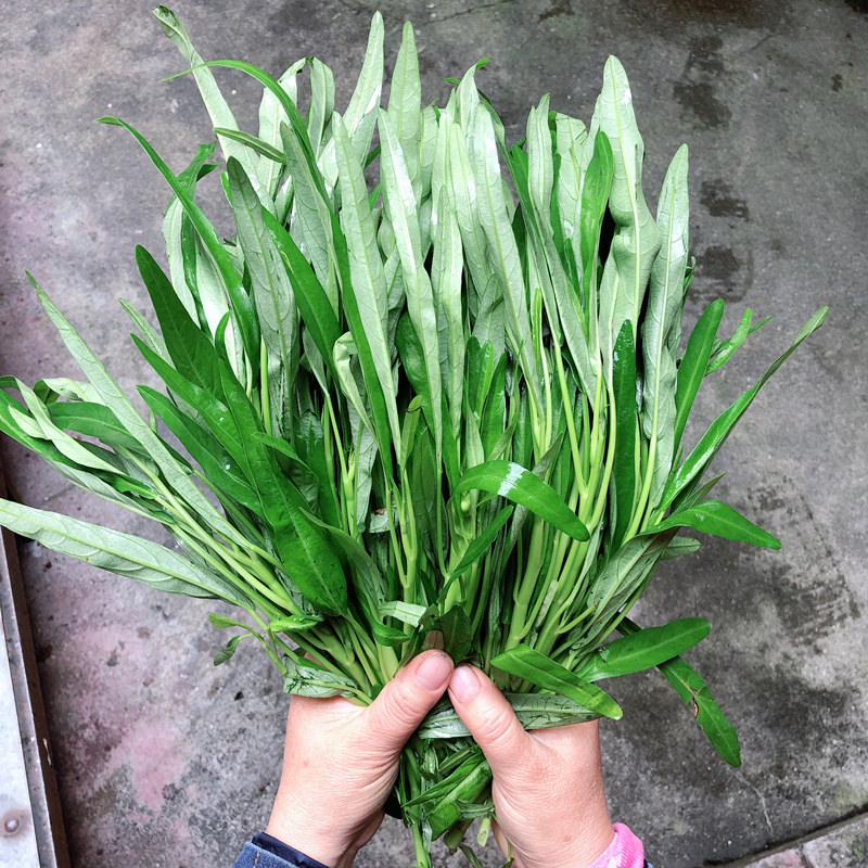 新鲜空心菜 水上竹叶菜 通心菜 蕹菜 藤藤菜蓊菜 印菜3斤起包邮