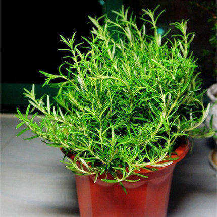 盆栽绿色植物迷失香迷迭香驱蚊虫植物带香味盆景花卉绿植室内