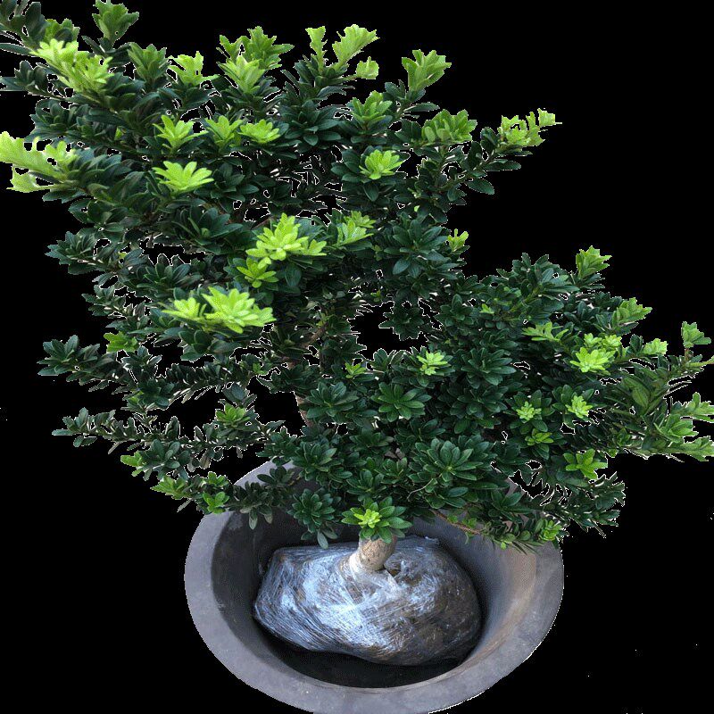 圆叶黑珍珠罗汉松小米叶雀舌树苗绿植盆栽盆景小品素材苗常青植物