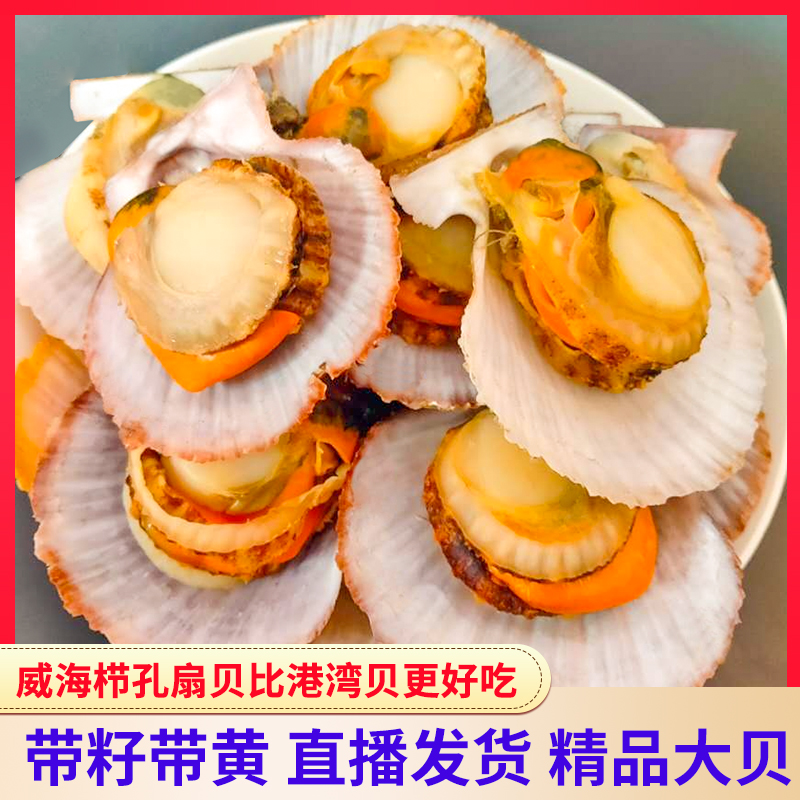 威海带壳毛刺栉孔红扇贝国产海鲜活烧烤涮火锅7斤顺丰包邮非港湾