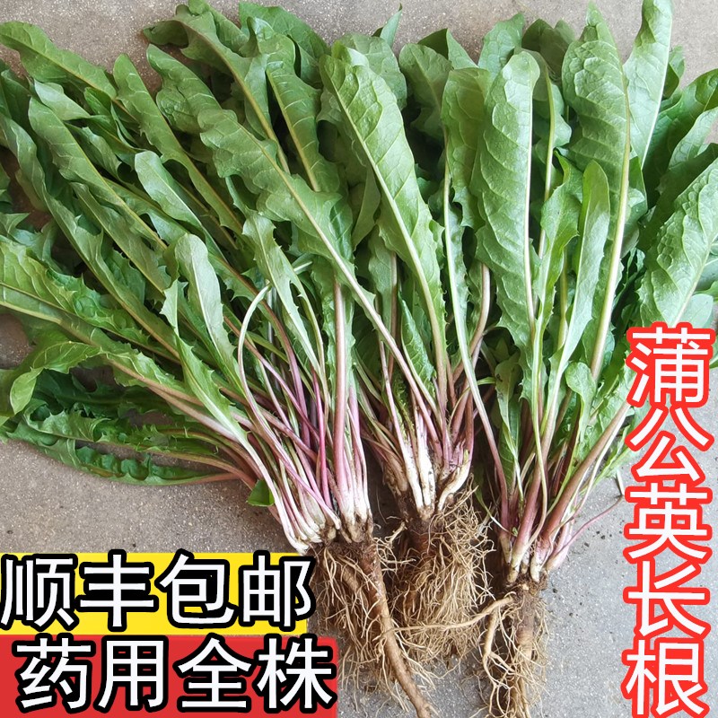 顺丰包邮蒲公英根5斤现挖婆婆丁蘸酱