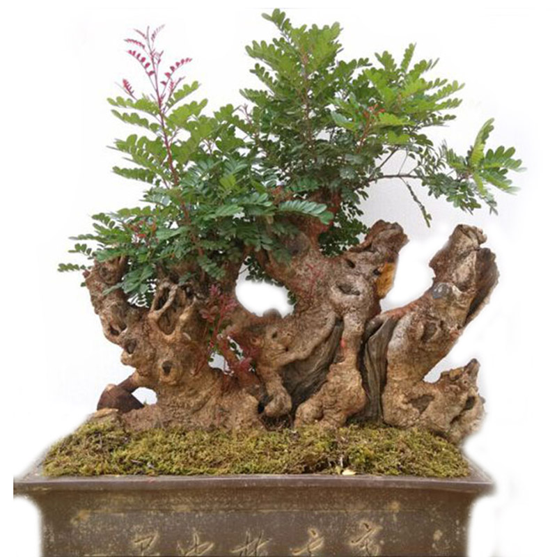 云南红芽清香木盆景紫油木香叶树老桩盆栽细叶楷木虎斑檀清香树