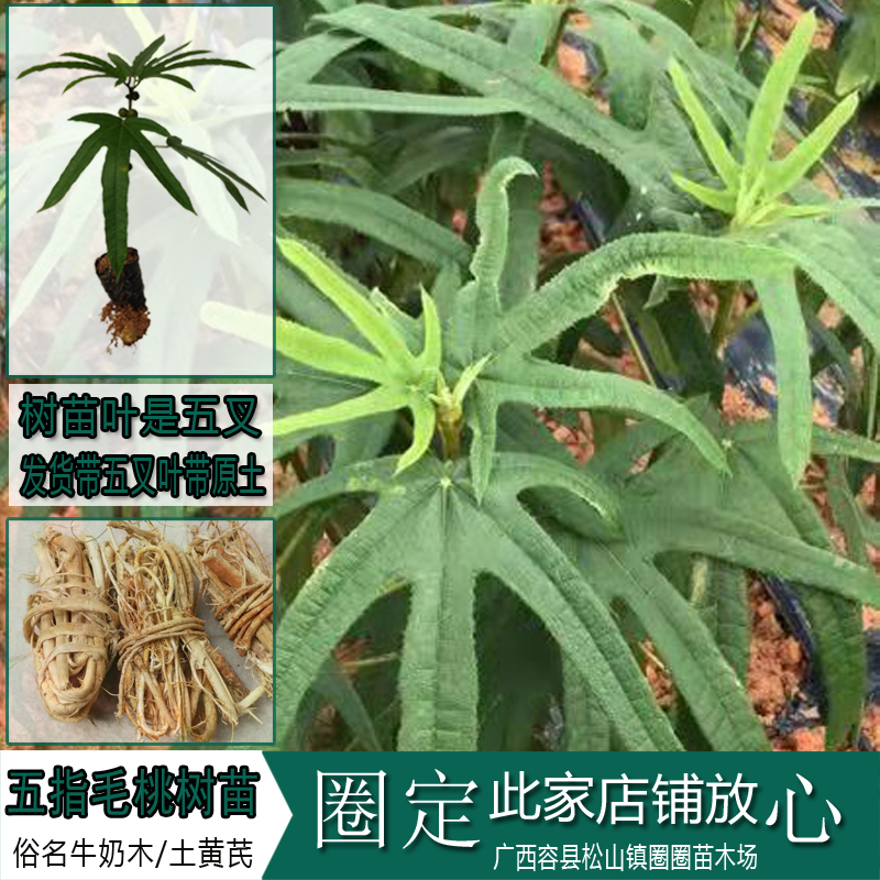 五指毛桃树苗 牛奶木树苗 土黄芪树苗南方北方四季可种植煲汤调料