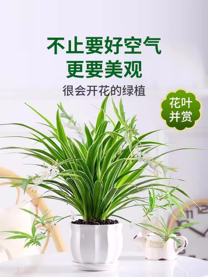 金边吊兰盆栽花卉植物室内花阳台四季常青好养活绿植水养水培垂吊