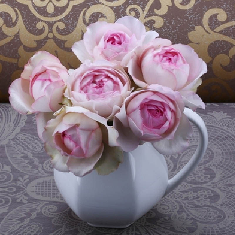 四度芳香月季花苗伊芙系列浓香大花四季花卉植物阳台盆栽玫瑰花苗