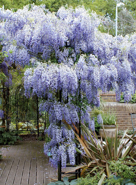 蓝月亮紫藤花爬藤花卉植物庭院树苗
