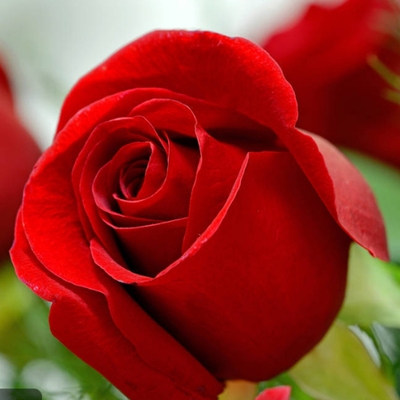 大红玫瑰花图片代表图片