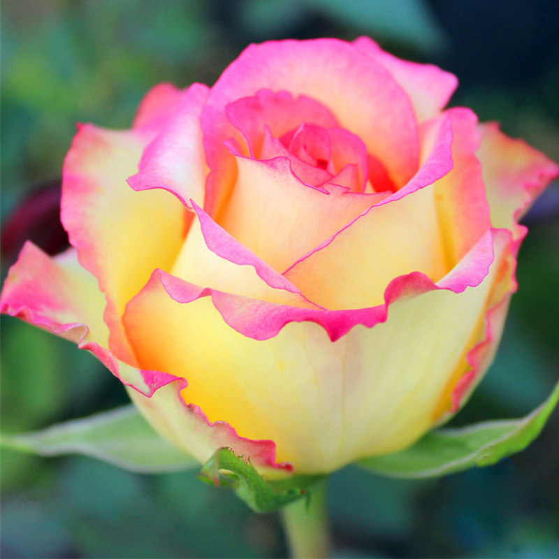 阿班斯大花月季苗盆栽阳台庭院花卉植物四季开玫瑰特大花耐晒切花