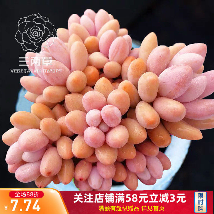 婴儿手指多肉植物_【一物一拍】粉色恋人 婴儿手指杂交新品 群生多头