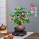 小盼菩提室内绿植花卉菩提树中式禅意桌面摆件饰物好养绿植盆景