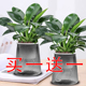 大叶金钻绿公主盆栽绿植室内客厅好养易活绿萝花卉万年青多肉植物
