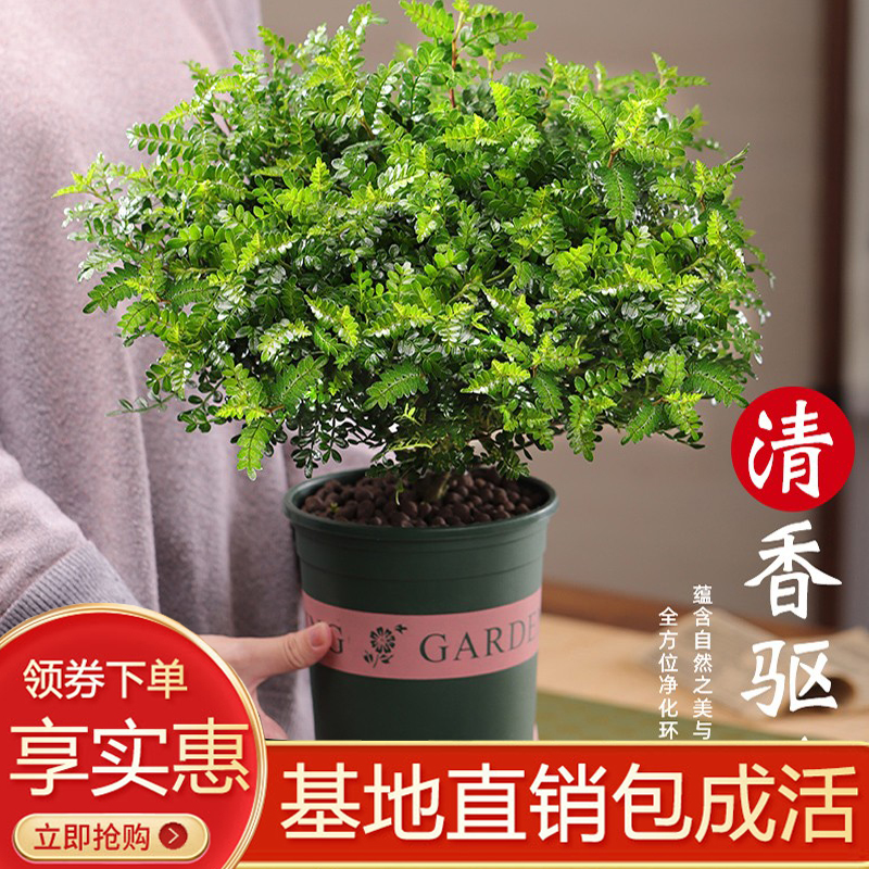 老桩清香木盆栽绿植花卉室内客厅胡椒